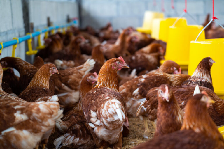 10 Costly Poultry Mistakes That Are Silently Killing Farmers’ Profit