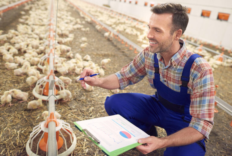 Apply Now: Broiler Farm Manager at Aureole Consulting Limited