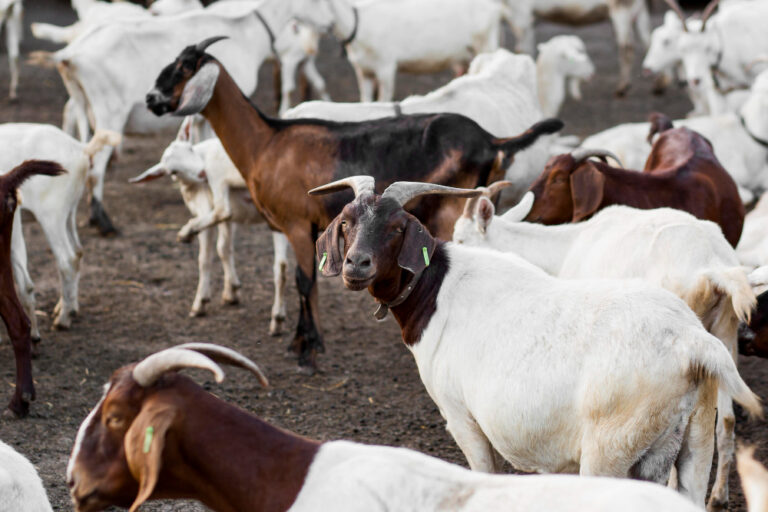 How to Raise Healthy Goats for Meat or Milk