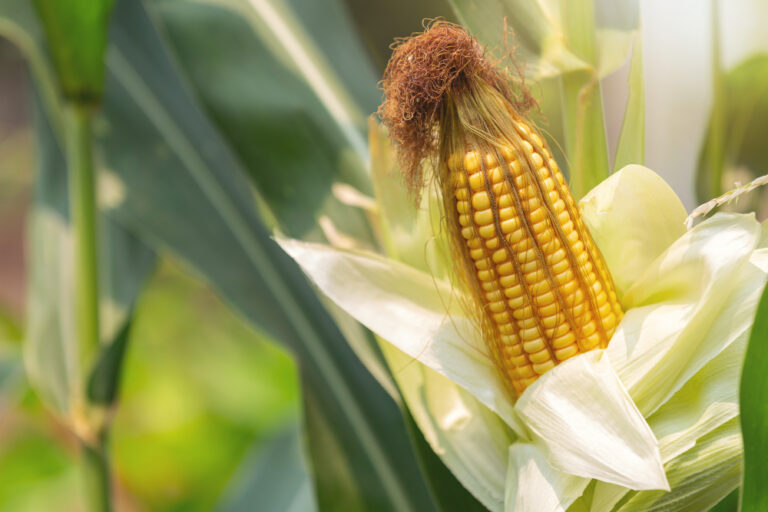 8 Tips To Starting a Successful Maize Farming Business