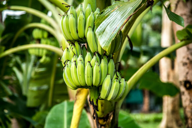 Common 5 Mistakes To Avoid in Plantain Farming as Beginners