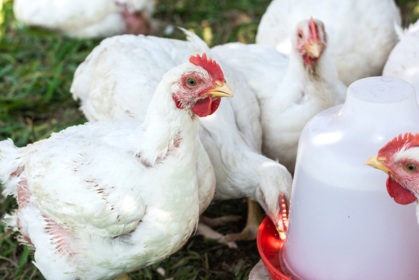 Practical Tips To Feeding Your Broiler Chicken to Gain Weight Fast