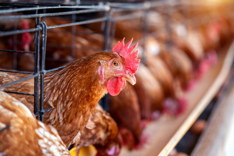 Poultry Farming 2026: Simple Strategy To Make Maximum Profit