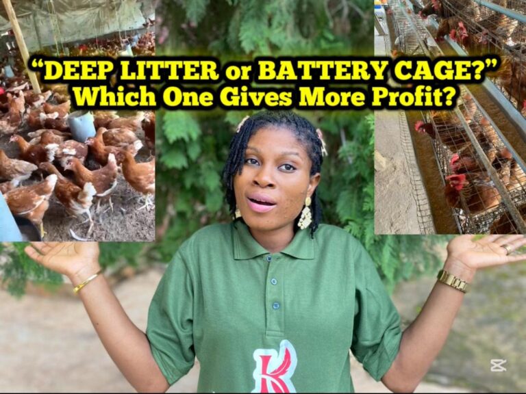 Deep Litter System vs Battery Cage System — Which is Better for Poultry Farming?
