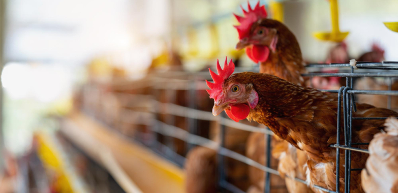 How to Start Poultry Farming for Beginners – 5 Easy steps