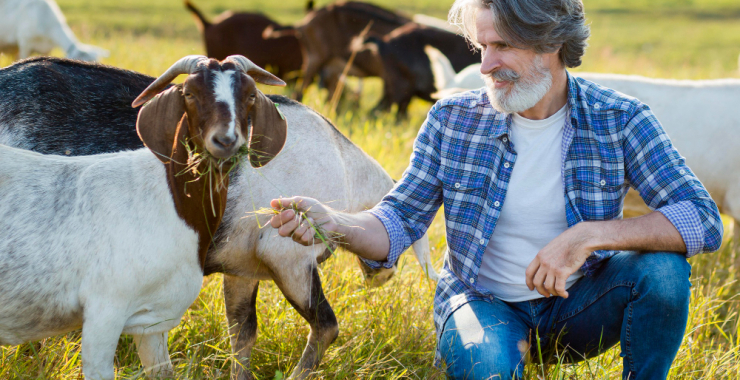 How to Raise Healthy Goats for Meat or Milk