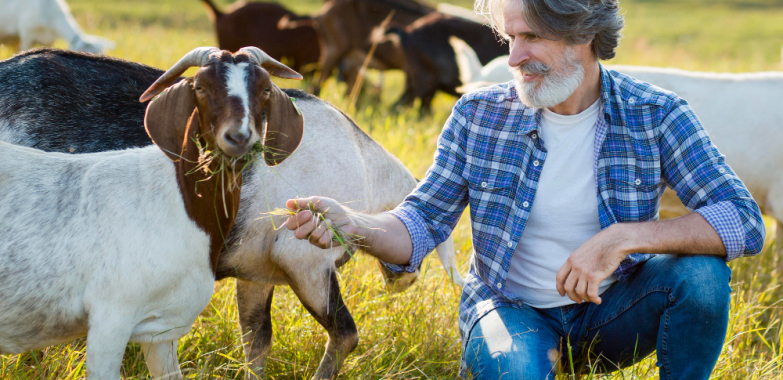 How to Raise Healthy Goats for Meat or Milk