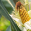 8 Tips To Starting a Successful Maize Farming Business