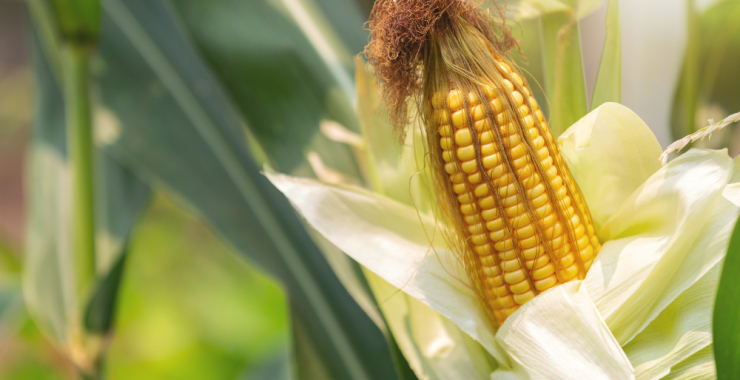 8 Tips To Starting a Successful Maize Farming Business