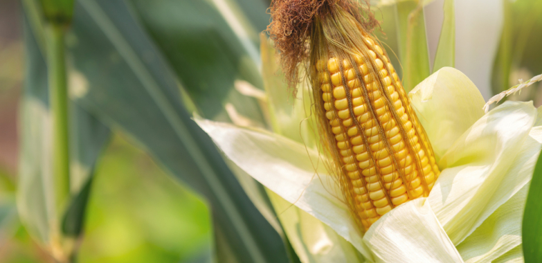 8 Tips To Starting a Successful Maize Farming Business