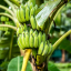 5 Common Mistakes in Plantain Farming – Beginners’ guide