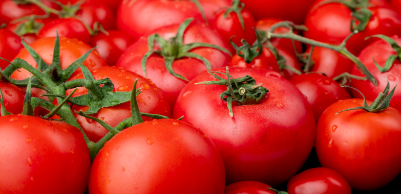 Top 10 Tomato Varieties to Grow For A Profitable Tomato farming Business