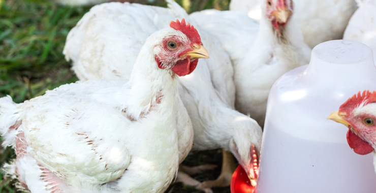 How to Achieve 2.5kg Body Weight in Your Broiler Chickens Fast