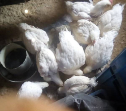 Full grown broilers for sale at affordable rates