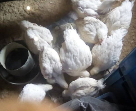 Full grown broilers for sale at affordable rates