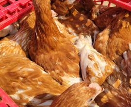 Point of Lay (Pullets)