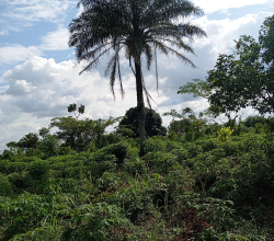 1 acre of Land for sale at Awowo Farm Village, Ogun state