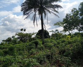 1 acre of Land for sale at Awowo Farm Village, Ogun state