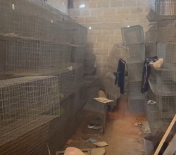 Layers Cage