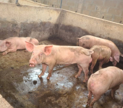 pig
