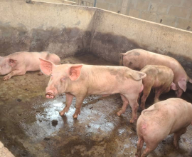 pig