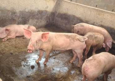 pig